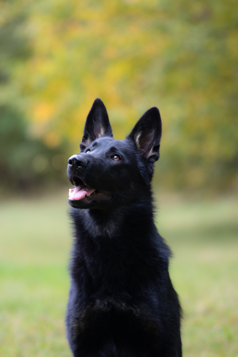 Černý německý ovčák - štěně v přírodním prostředí