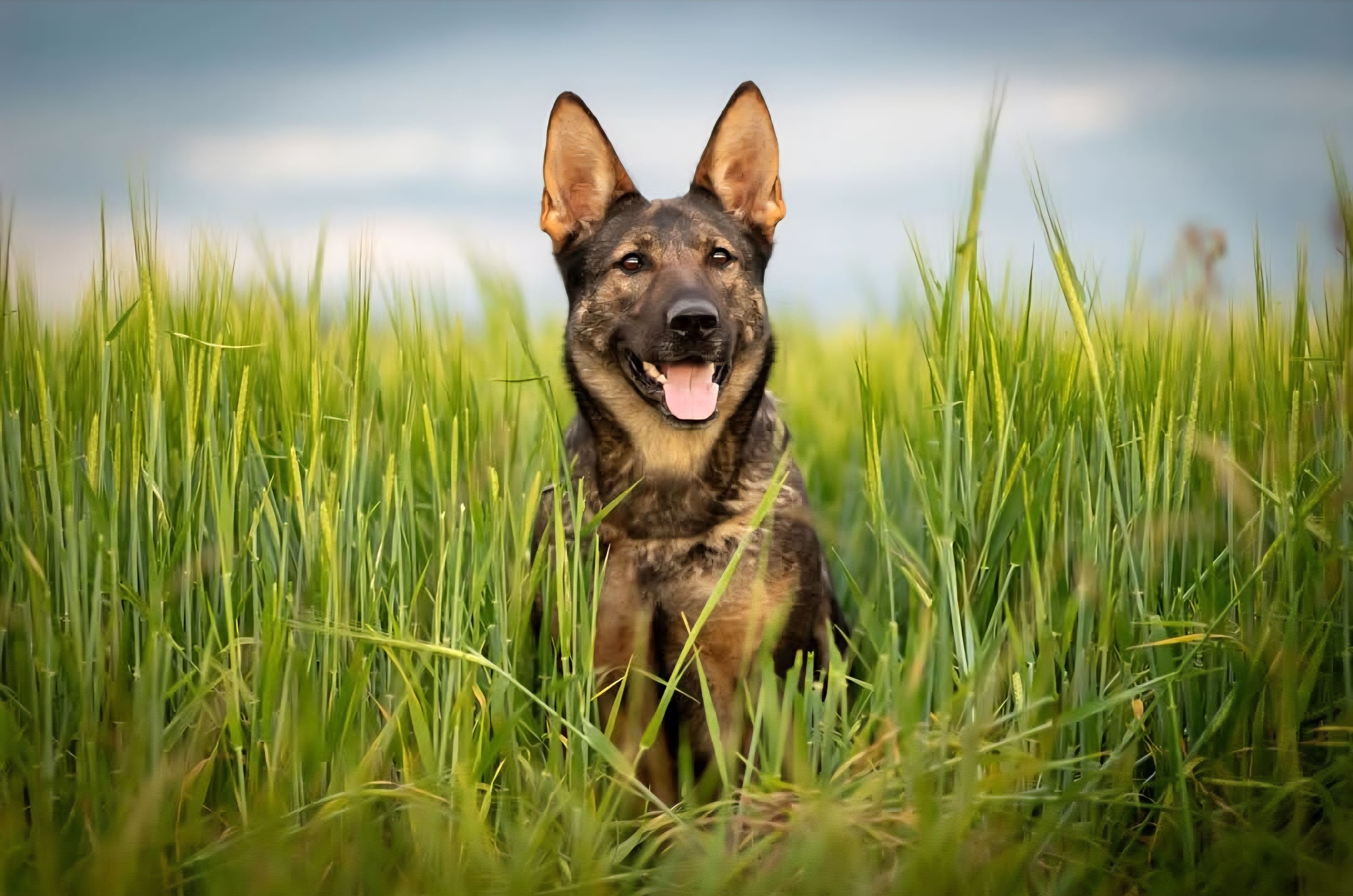 Německý ovčák v rýžovém poli se zeleným pozadím - profesionální portrét