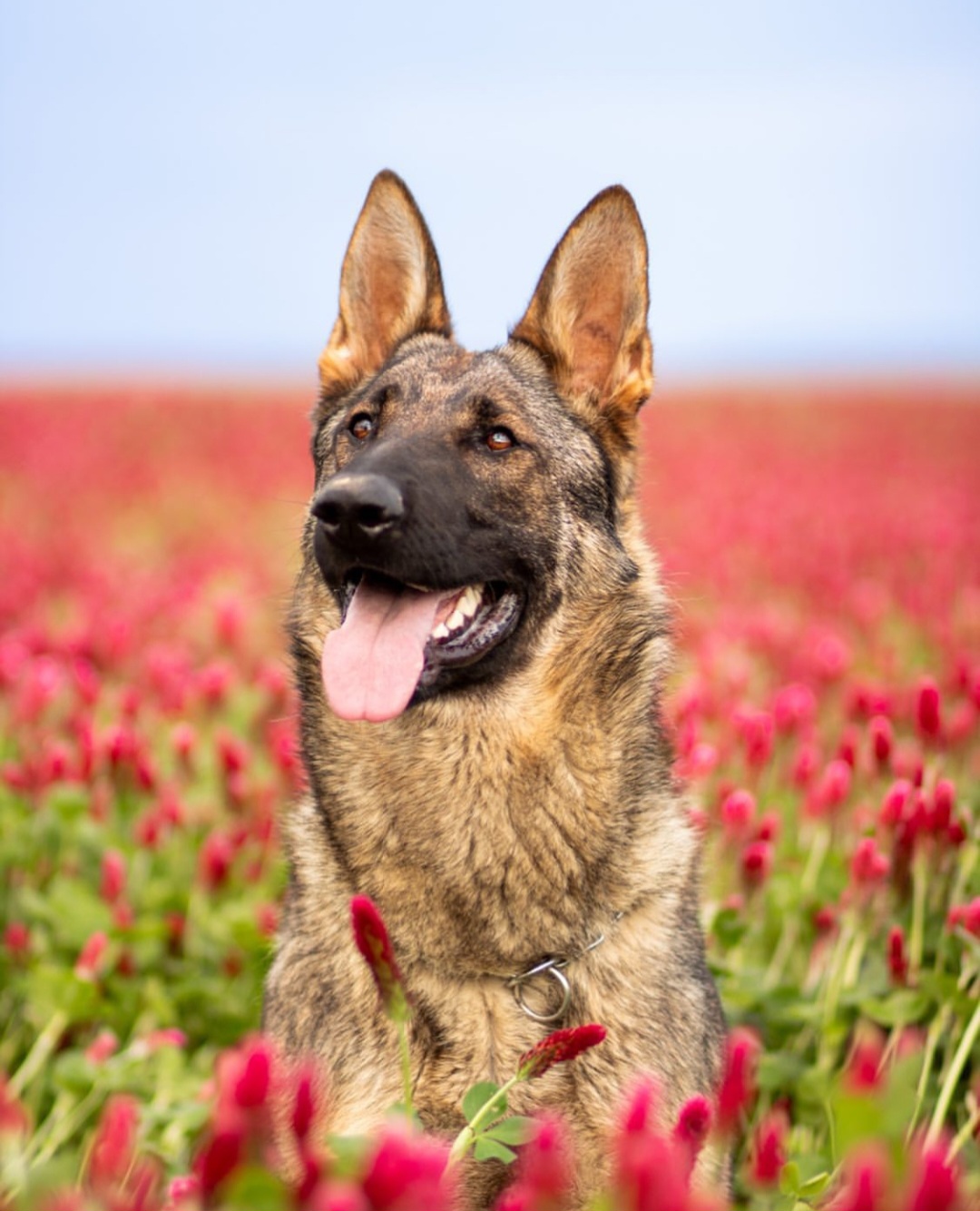 Německý ovčák v poli červených tulipánů s vyplazeným jazykem