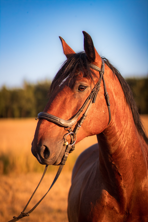 Profesionální portrét koně v přírodě