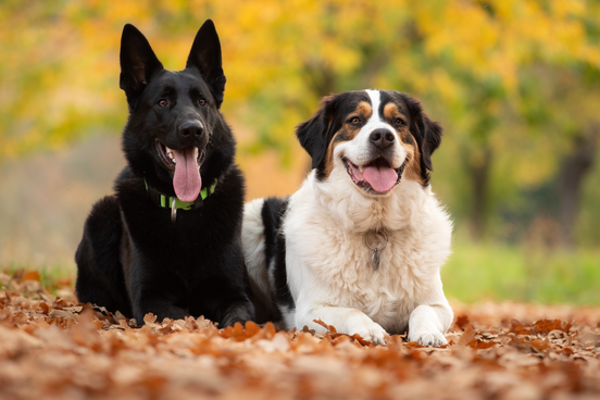 Dva psi na podzimním listí - rodinné focení se zvířaty