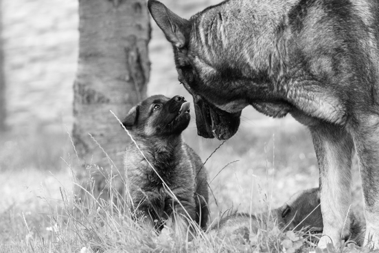 Pes se štěnětem - černobílá emotivní fotografie