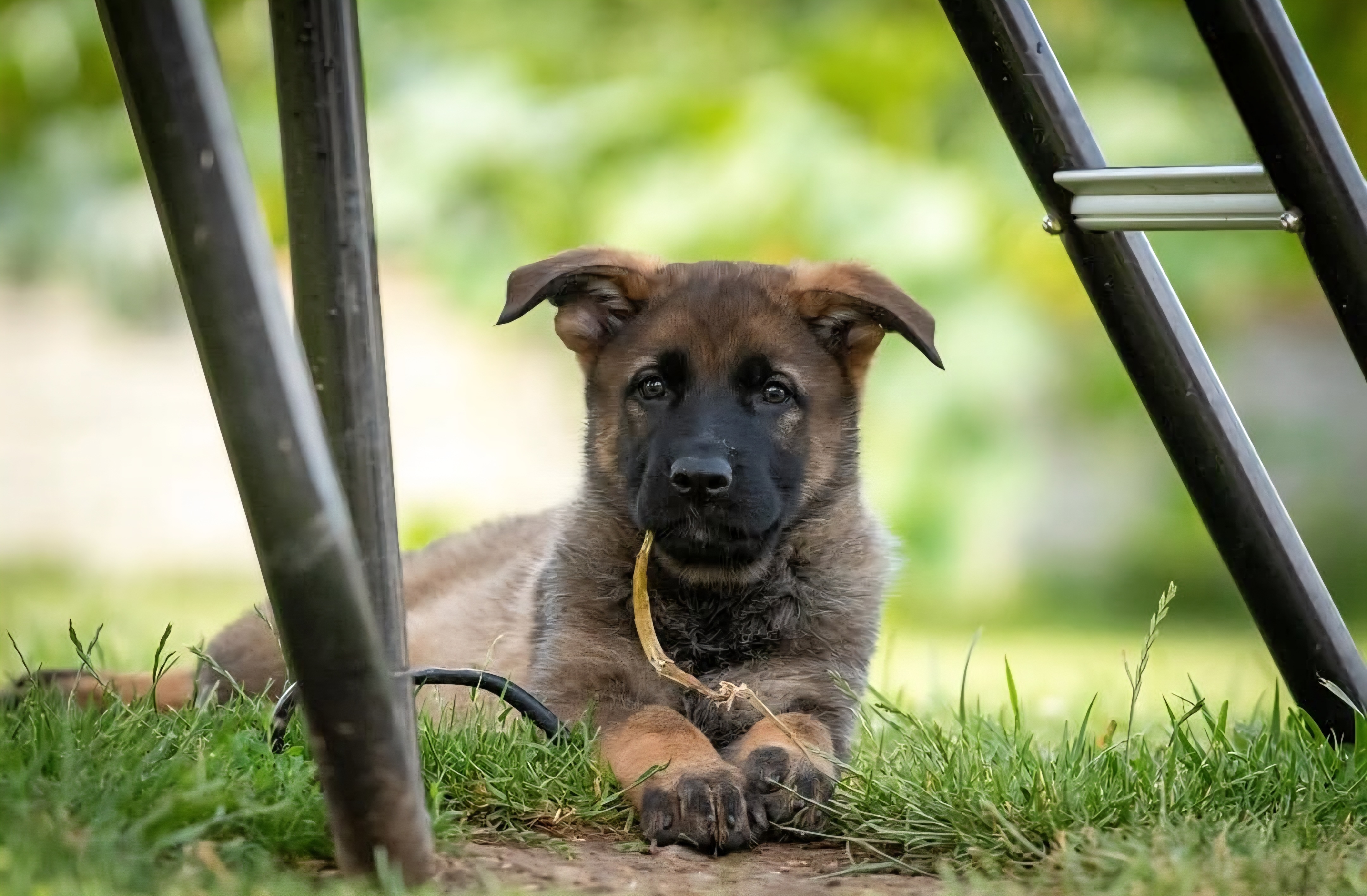 Německé ovčácké štěně odpočívající pod kovovou konstrukcí na zelené trávě